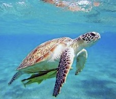 Serenity Oasis in Dalyan