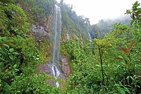 Bomboli Cloud Forest