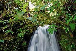 Bomboli Cloud Forest