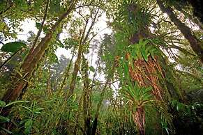 Bomboli Cloud Forest