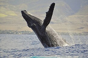 Kaleialoha 309