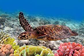Kahana Reef 117