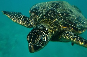 Kapalua Ridge Villas 1521