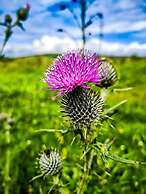 The Snuggly Sheep Shepherd Hut Campview Farm Stay