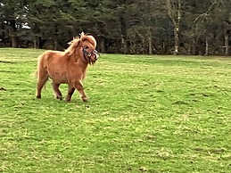 The Snuggly Sheep Shepherd Hut Campview Farm Stay