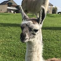 The Snuggly Sheep Shepherd Hut Campview Farm Stay