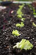 Cute Yellow Handmade House With Garden