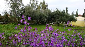 Cute Yellow Handmade House With Garden