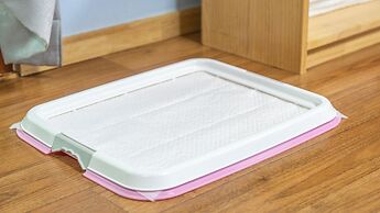 Gapyeong Highmong Pet-friendly Kids Pool