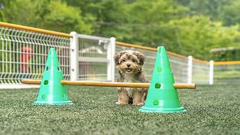 Gapyeong Highmong Pet-friendly Kids Pool
