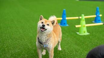 Gapyeong Ddobagi Pet & Spa Glamping