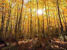 Intercontinental Appi Kogen Resort by IHG