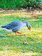Pousada o Cantinho da Raposa