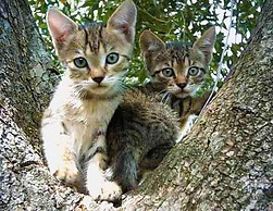 House Lemoni, Apartment B - Pelekas, Corfu