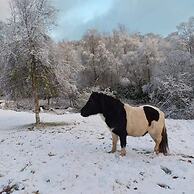 The Tower, our Scottish Castle in Miniature