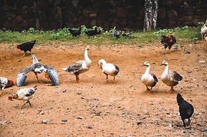 Clarks Safari Pushkar