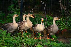 Clarks Safari Pushkar