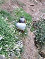 Bespoke Hand Built Shepherds Hut in Dunbeath