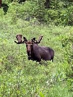 Moose Trail Retreat 3 Bedroom Home by RedAwning