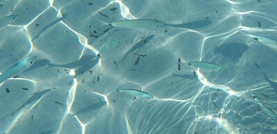 Villa Lunetta 300 Meters From the Beach