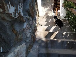 Beautiful Petrino 1880