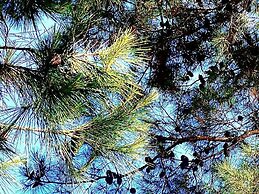 Vip Luxurious Apartment