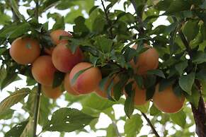 Ecolodge Selvitelle - Escape the Hectic and Submerge in the Nature of