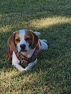 Koorawatha Homestead Motel