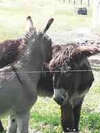 Chambres d'hôtes de l'île du saule