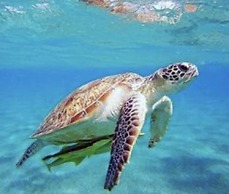 Stylish Ground Floor 3-bed Apartment in Dalyan