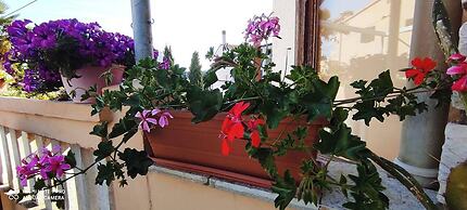 Cozy Apartment Valentino46 in Rovinj for 4 Guests - Very Central Locat