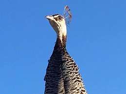 Charming Cabin Near Snowdonia National Park