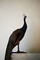 Chambre d'Amis by Alix