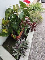 Riverside Mount Simpson - Seychelles Island