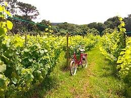 Casas do Morgadio - azorean wine & lodge