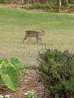 Suite Dreams Guesthouse aka Care Takeover Home