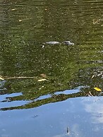 Suite Dreams Guesthouse aka Care Takeover Home