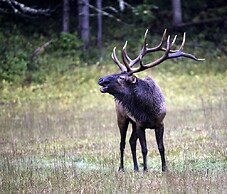 563wonderlnddncb - Wonderland Cove