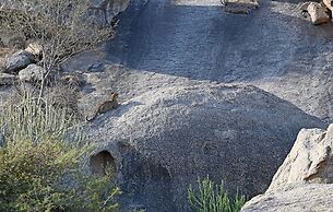 Kavish Jawai Village Resort