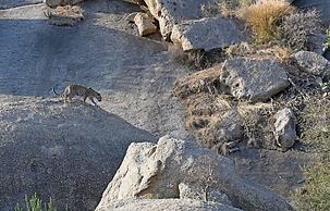 Kavish Jawai Village Resort