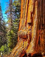 Gena's Sierra Inn & Restaurant