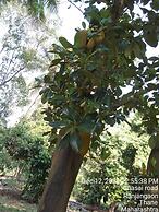 Mesmerising Farm Stay in Chalets Near Mumbai and Pune- Create Memories