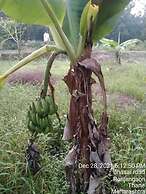 Mesmerising Farm Stay in Chalets Near Mumbai and Pune- Create Memories