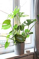 Cheap Luxury Stay From 50 Pppn