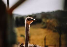 Hotel Chalé Capitólio