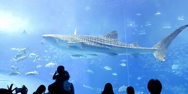 Private Pool Villa Motobu