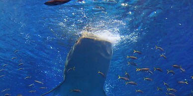 Private Pool Villa Motobu