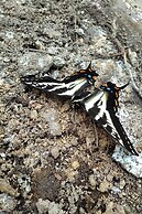 The Cabin at Moon Dance