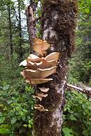 The Cabin at Moon Dance