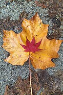 The Cabin at Moon Dance